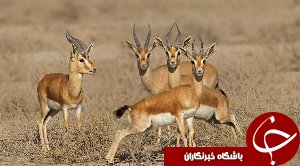 77 راس آهوی ایرانی رها شد