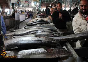 ماهی گران شد