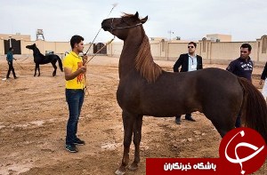شوش میزبان جشنواره ملی زیبایی اسب اصیل عرب خوزستان