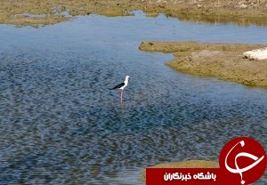 تخریب وسایل زنده گیری پرندگان در تالاب بامدژ