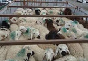 کشف بیش از 8 هزار  راس دام غیر مجاز در قزوین