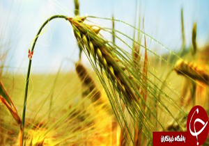 لزوم فعال کردن بخش کشاورزی در ماهشهر