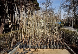 آغاز ثبت نام توزیع نهال های یارانه دار در شهرستان نمین
