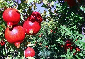 افزایش تولید انار در  شهرستان گرمی