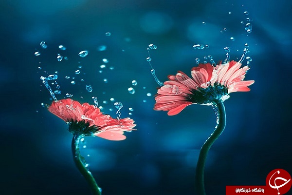 دنیای لطیف گل&zwnj;ها + تصاویر