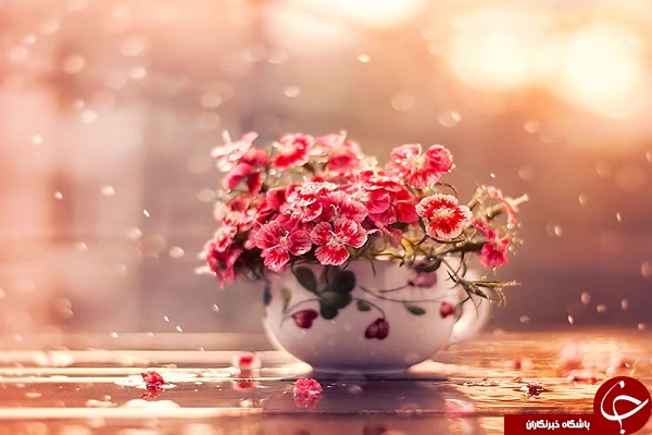 دنیای لطیف گل&zwnj;ها + تصاویر