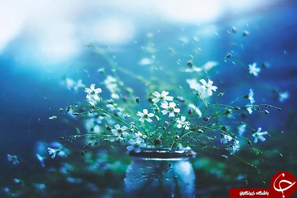 دنیای لطیف گل&zwnj;ها + تصاویر