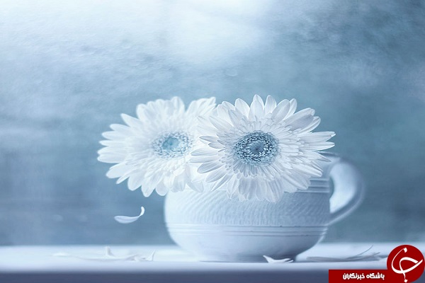 دنیای لطیف گل&zwnj;ها + تصاویر