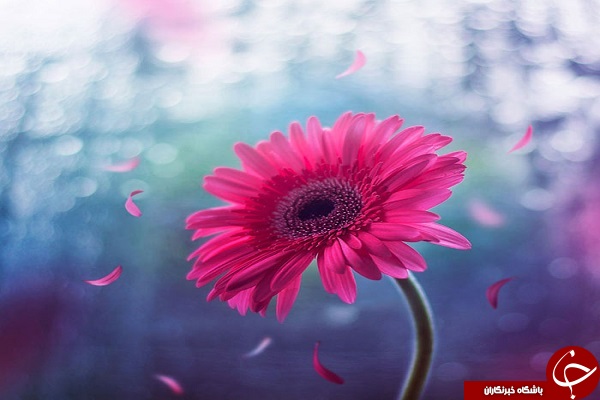 دنیای لطیف گل&zwnj;ها + تصاویر