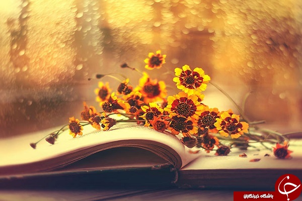 دنیای لطیف گل&zwnj;ها + تصاویر