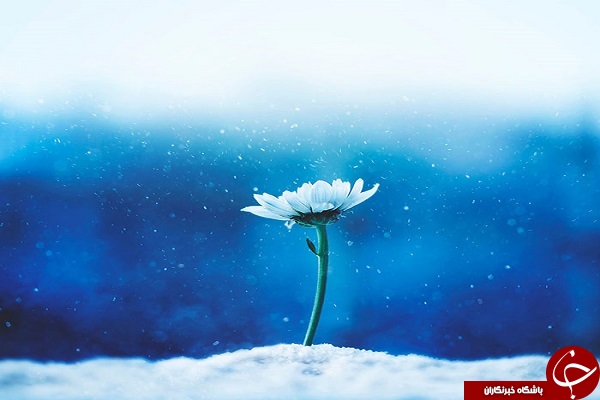 دنیای لطیف گل&zwnj;ها + تصاویر