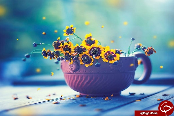 دنیای لطیف گل&zwnj;ها + تصاویر