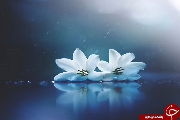 دنیای لطیف گل&zwnj;ها + تصاویر