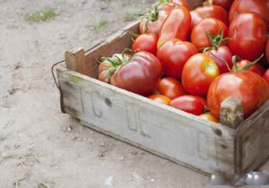 سیب زمینی و گوجه فرنگی را هرگز فریز نکنید