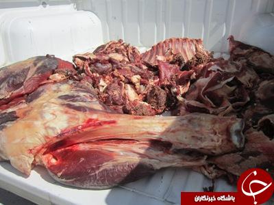 کشف بیش از ۴ تن انواع گوشت مرغ و کله پاچه فاسد