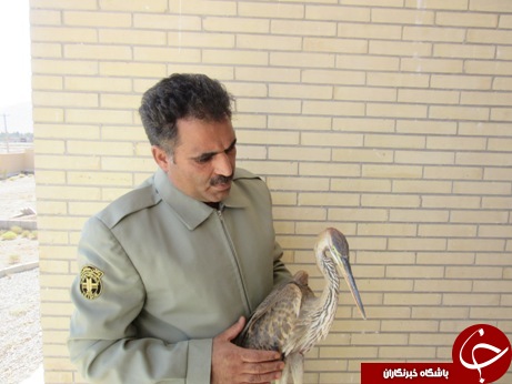 یک قطعه پرنده از نوع حواصیل در تالاب پیر سلمان اسد آباد رهاسازی شد