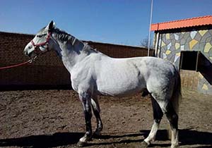 بهره برداری از نخستین مرزرعه پرورش اسب با نژاد سیلمی در خراسان رضوی + تصویر