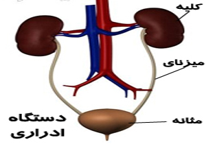 چگونه بدون دارو از عفونت ادراری پیشگیری کنیم؟