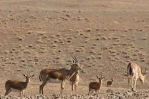 افزایش جمعیت حیات وحش در خراسان جنوبی