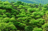 اجرای پروژه بین المللی ترسیب کربن در مورموری