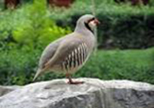شکار  کبک ها درسلسله