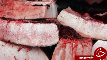 سنت عجیب ماهیگیران ژاپنی، انقراض نهنگ&zwnj;ها را نزدیک می&zwnj;کند+ تصاویر