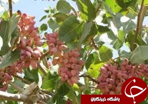 اهمیت آزمایشات خاک و برگ در تغذیه درختان پسته