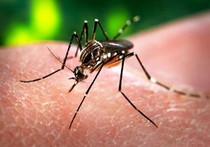 بانک جهانی بودجه مقابله با ویروس زیکا را تأمین می‌کند