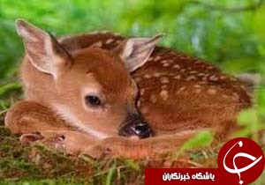 واگذاری مجموعه حیات وحش شهرداری به بخش خصوصی