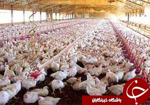 بررسی باقی مانده آنتی بیوتیک در مرغ