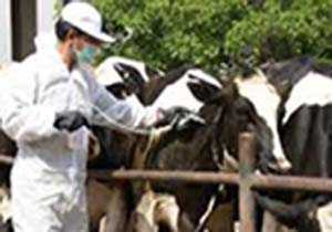 اجرای طرح رایگان واکسیناسیون دام های روستاییان در بندرلنگه
