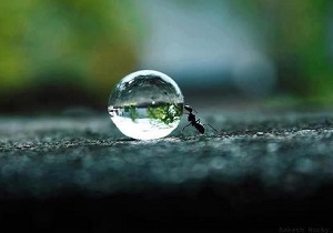 گفتگوی جالب حضرت سلیمان(ع) با مورچه‌ای در اعماق دریا