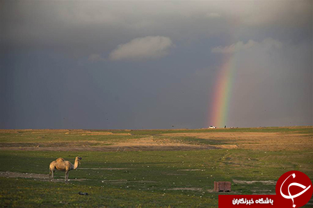 گشتی در تصاویر خبری پنجشنبه 22 بهمن/ از حادثه مرگبار ریلی در آلمان تا ورود فیل وحشی به شهر هندی
