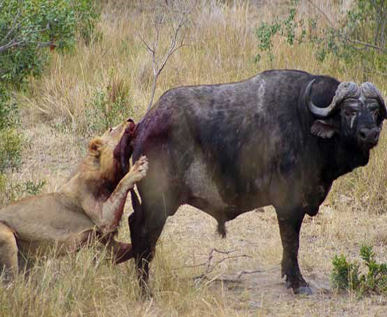 نبرد باور نکردنی گاومیش با دو شیرنر + عکس