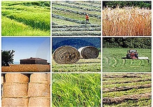 توسعه اقتصاد منطقه نیازمند رونق تعاونی های بانوان