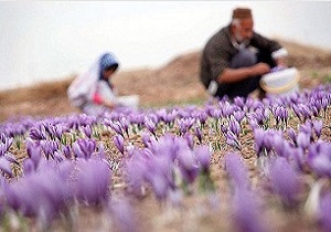 افزایش کشت و تولید زعفران در استان اردبیل
