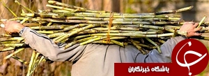 حضور7 شرکت‌ اروپایی در نمایشگاه فن‌آوران نیشکر در اهواز