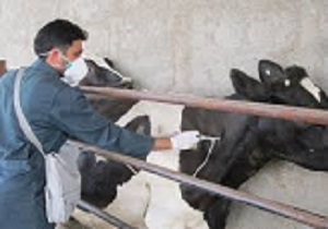 برگزاری دوره آموزشی راهکارهای پیشگیری از تب برفکی در بویین‌زهرا