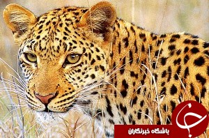 دستگیری عاملان كشتار یک قلاده پلنگ در مسجدسلیمان