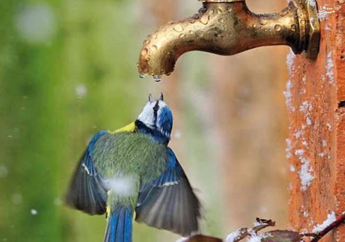 عکس/ صحنه&zwnj;ای دیدنی از آب خوردن یک پرنده