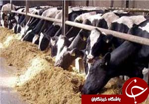 شروع فاز سوم واکسیناسیون تب برفکی دام های سنگین در شهرستان انار