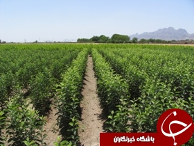 اجرای عملیات نهالستان جدید در خرمشهر