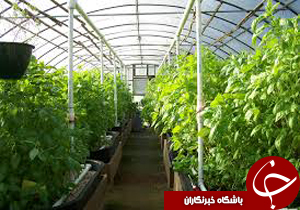 انتظار برای تکمیل طرح مجتمع گلخانه ای باشت 9 ساله شد