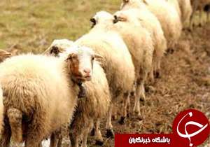 16 هزار راس دام از سوی عشایر پرواربندی شد