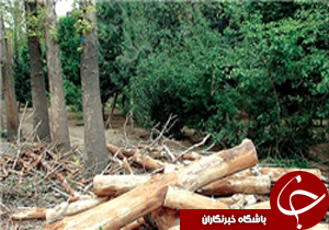 دستگیری قاچاقچیان چوب در یاسوج