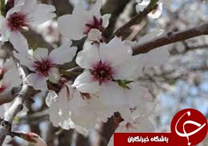 شکوفه های زودهنگام بادام خبر از نزدیکی بهار می دهد