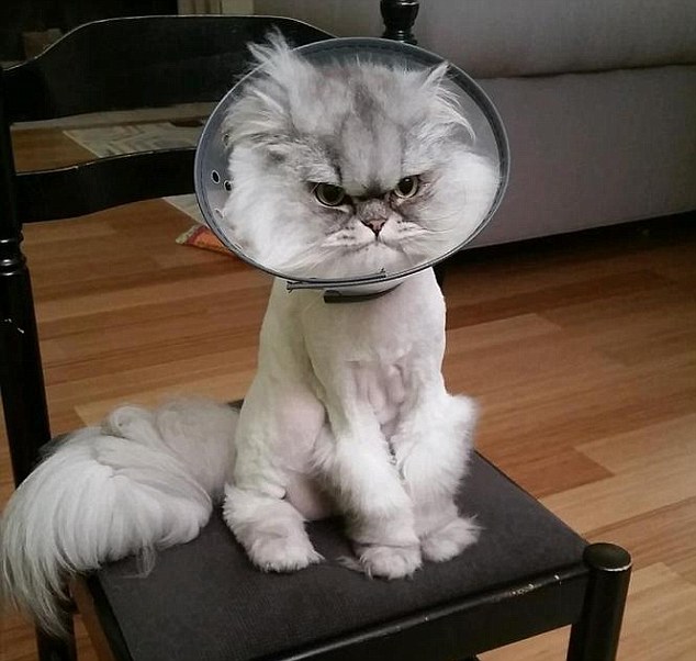 میلیون&zwnj;ها لایک برای گربه عصبانی+تصاویر