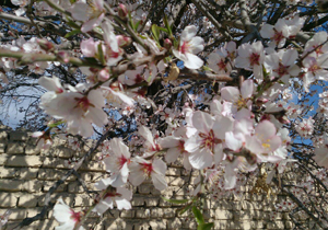 شکفتن شکوفه های بهاری در کاشان