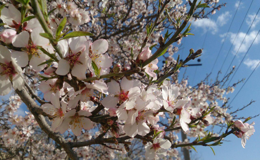 شکفتن شکوفه های بهاری در کاشان