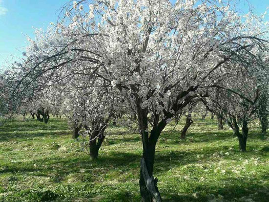 استقرار هوای بهاری تا پایان هفته در گیلان